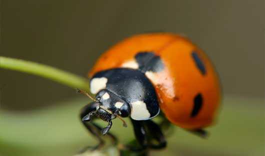 Lady Birds and Herbs