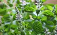 Basil Holy Sacred