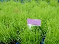 Cat Grass