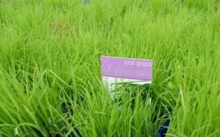 Cat Grass