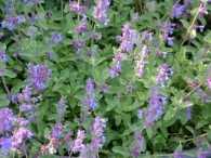 Cat Mint