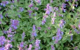 Cat Mint