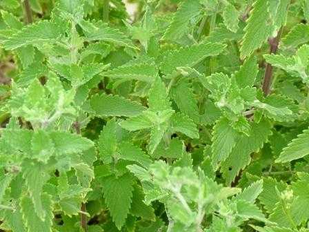 Catnip | Herbaceous Herbs