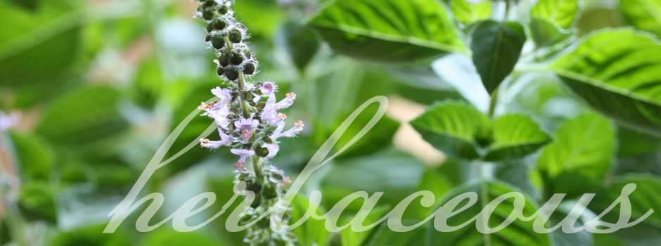 Herbaceous Herbs - Basil