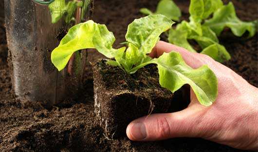 How to Grow Herbs - Planting Lettuce