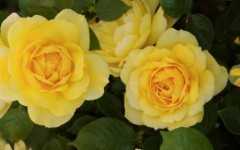Companion Planting for Roses