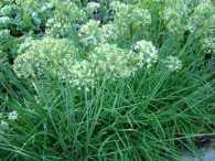 Chives Garlic
