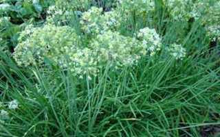 Chives Garlic