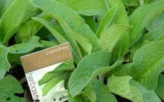 Comfrey