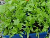 Coriander