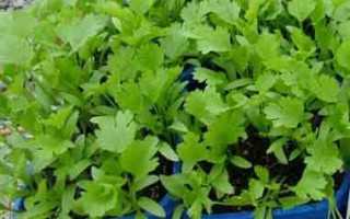 Coriander