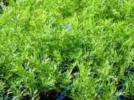 Dill