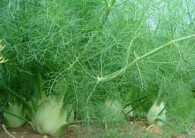 Fennel Florence