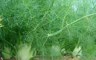 Fennel Florence