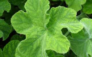 Geranium Peppermint