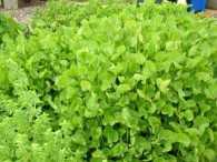 Gotu Kola