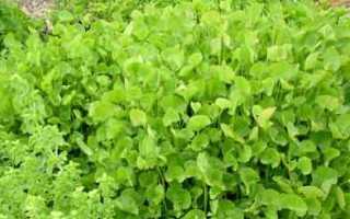 Gotu Kola