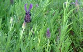 Lavender Avonview