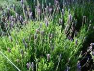 Lavender - Sweet