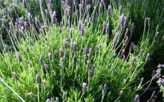 Lavender - Sweet