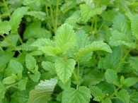 Lemon Balm