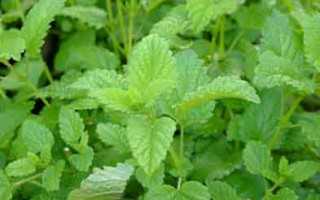 Lemon Balm