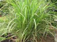Lemon grass