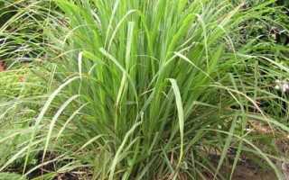 Lemon grass