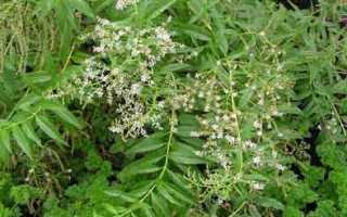 Lemon verbena