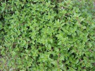 thyme in spanish herb