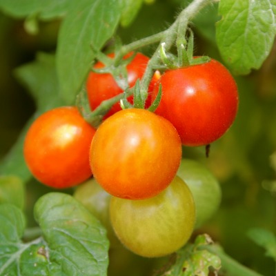 tumbler tomato Tomato   Herbs Herbaceous Tumbler
